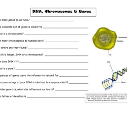 Dna genes and chromosomes worksheet