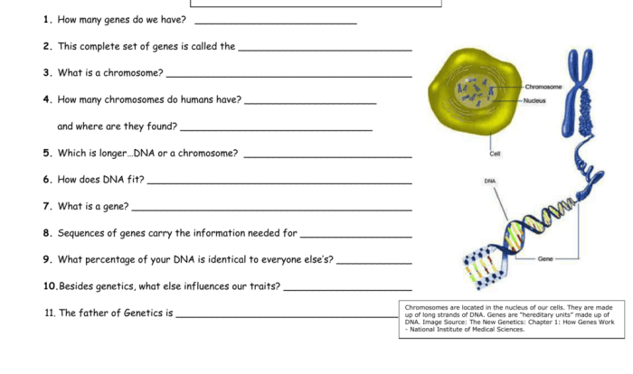 Dna genes and chromosomes worksheet