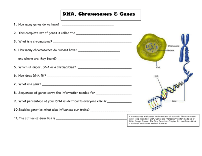 Dna genes and chromosomes worksheet