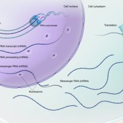 Gene expression activity making lemonade