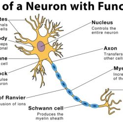 Figure 7-1 is a diagram of a neuron