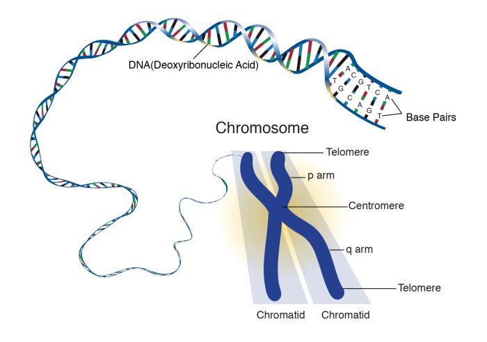 Genes dna chromosomes cut worksheet activity sheet twinkl resource stick save