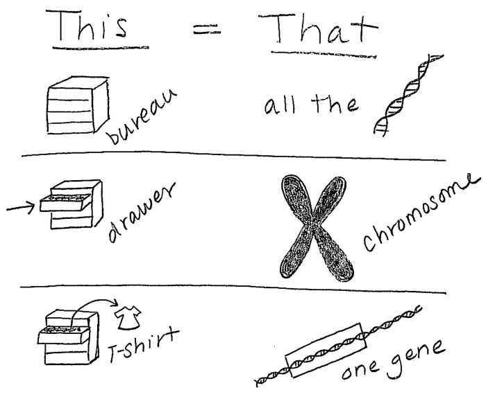 Dna genes and chromosomes worksheet