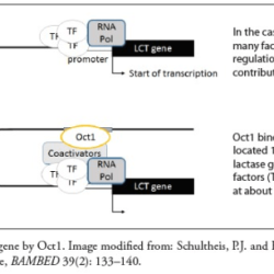 Regulation of the lactase gene answers