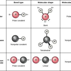 Polar and nonpolar molecules worksheet answer key