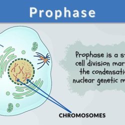 What phase of mitosis is shown in the diagram below